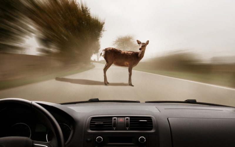 Así es como debes reaccionar si te topas con un animal en carretera