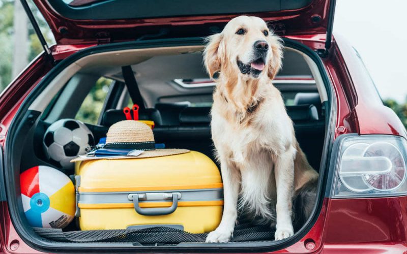 Cómo viajar con su perro en coche